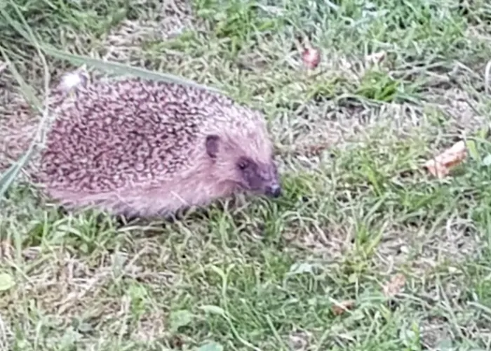 Appt Independant 4 5 Ou 6 Personnes Piscine Direct Gare Ou Aeroport Jardin Piscine Toulouse